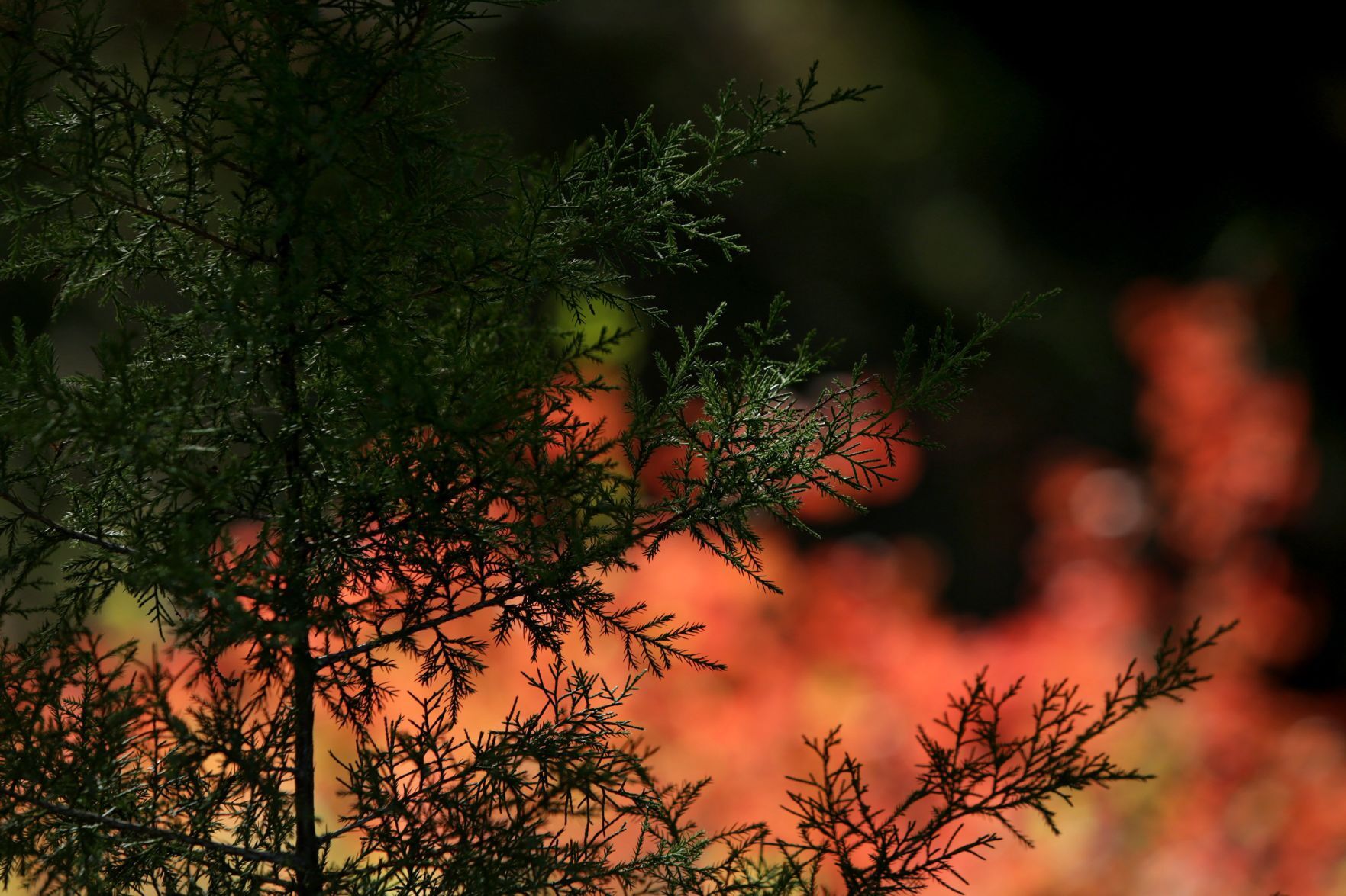 Fall color in Powder Valley Conservation Nature Center
